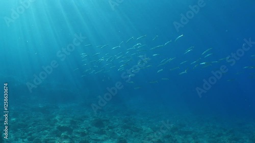 Wallpaper Mural barracuda fish school underwater with some other fish in blue water mediterranean sea Torontodigital.ca