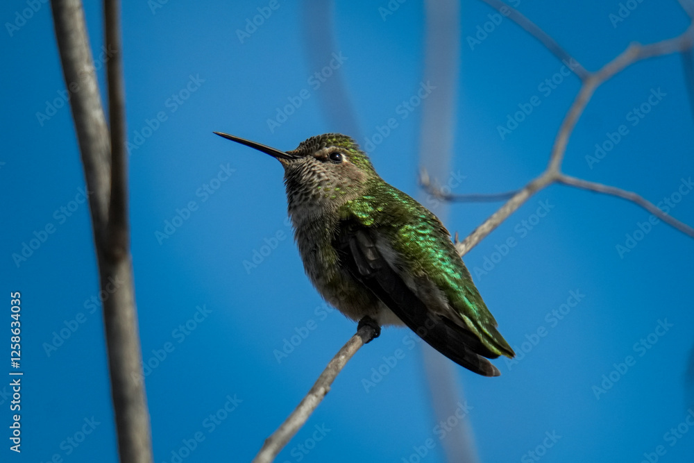 Fototapeta premium Anna's Hummingbird (Calypte anna). Seen in California