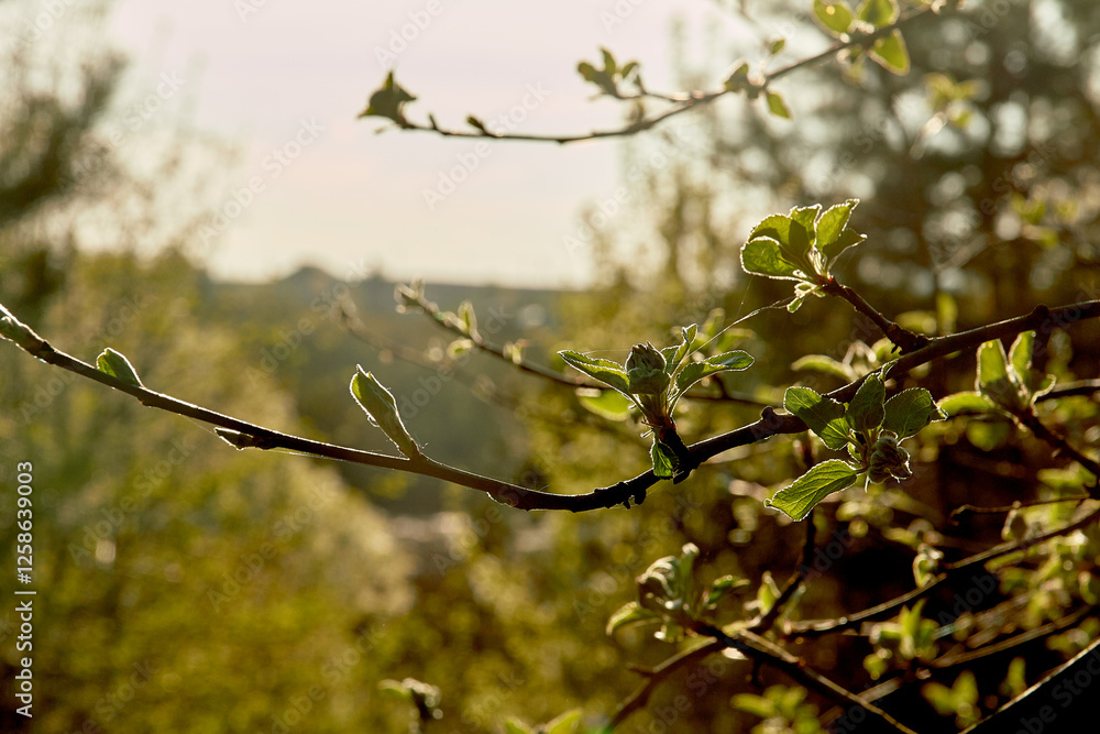 Upward glance to sun rays shines through forest trees. Upward glance to sun rays shines through forest trees.