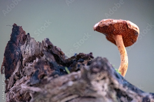 Chalciporus piperatus in the natural environment. Chalciporus piperatus - edible mushroom. Fungus in the natural environment. English: peppery bolete