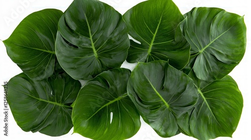 Vibrant Green Monstera Leaves on White Background
