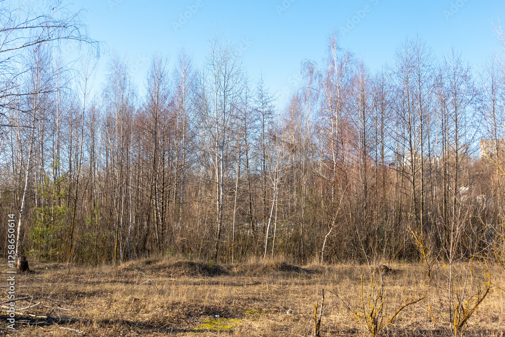 A field of trees with a blue sky in the background A field of trees with a blue sky in the background
