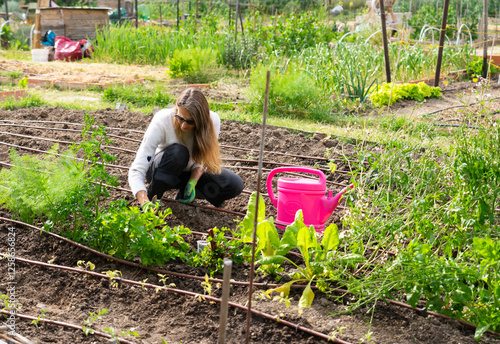 Female gardener cultivating plants in community garden photo