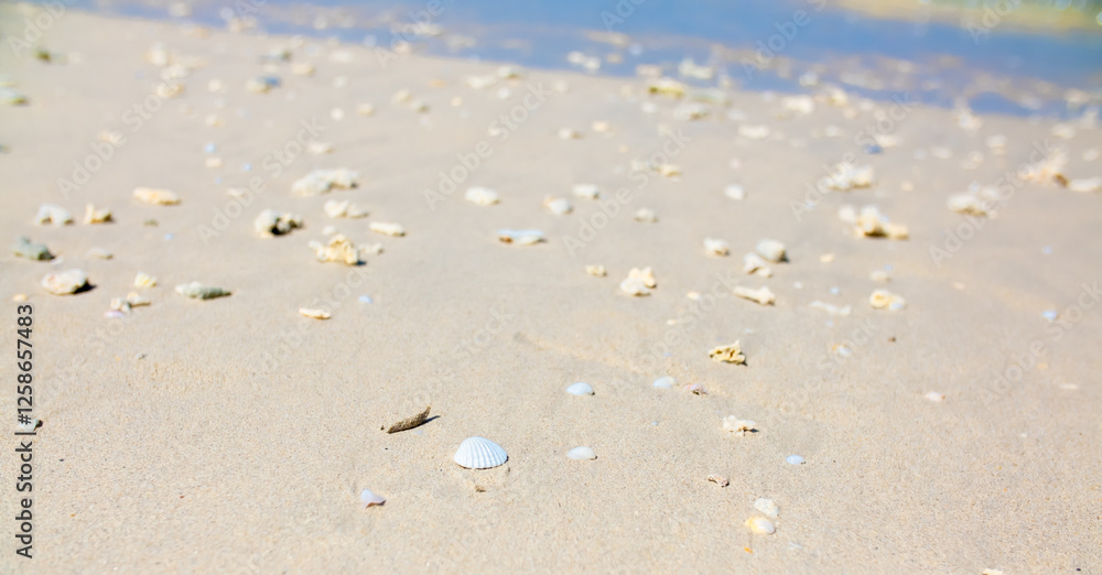 Corals on the sand on the seashore. Seascape background, sandy shore with corals and shells. Corals on the sand on the seashore. Seascape background, sandy shore with corals and shells.