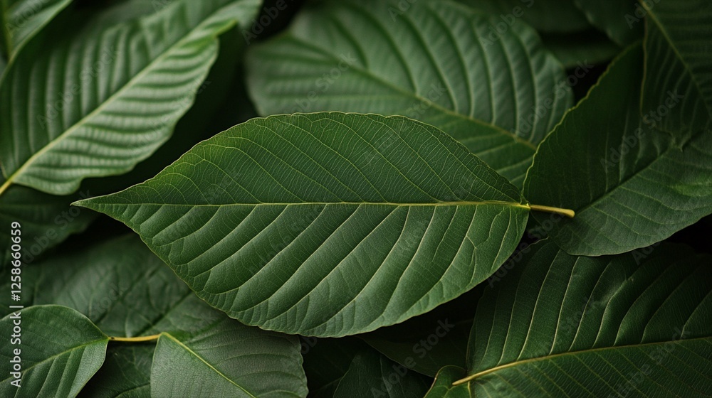 Detailed macro photography of fresh kratom leaves showing intricate vein patterns and natural texture, dark green foliage filling the entire frame in natural lighting. Detailed macro photography of fresh kratom leaves showing intricate vein patterns and natural texture, dark green foliage filling the entire frame in natural lighting.