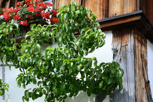 grusza spalier na ścianie domu, drzewo Pyrus communis, gruszki na gałęzi drzewa, spalier pear on the wall of the house, Pyrus communis tree, pears on the tree branch, photo