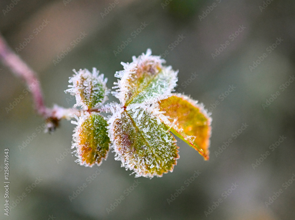 morning frost on a leaves , winter concept. morning frost on a leaves , winter concept.