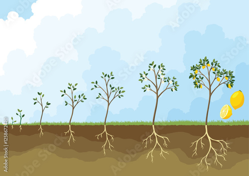 Life cycle of lemon tree. Stages of growth from seed and sprout to adult plant with fruits
