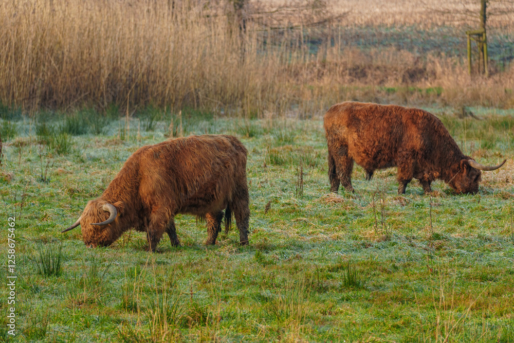 KÜhe im westlichen Münsterland bei Velen KÜhe im westlichen Münsterland bei Velen