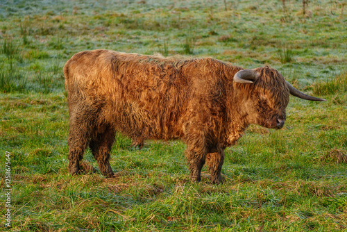 KÜhe im westlichen Münsterland bei Velen photo