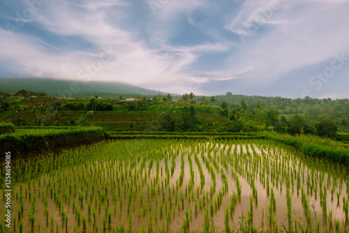  the Jatiluwih Rice Terraces in Bali, Indonesia.