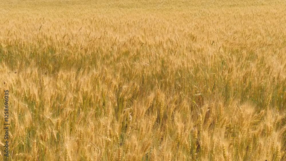 ears wheat field sky summer farm. griculture. farming. walk large wheat field. cultivation young spikelets wheat for production bread. height. yellow spikes sway wind field. young bright ripe ears. ears wheat field sky summer farm. griculture. farming. walk large wheat field. cultivation young spikelets wheat for production bread. height. yellow spikes sway wind field. young bright ripe ears.
