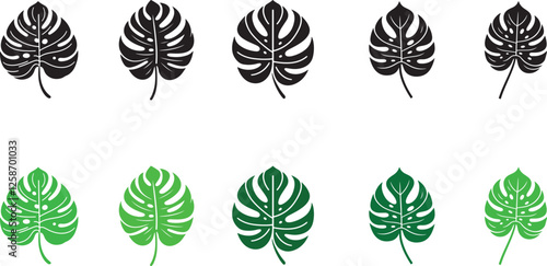 isolated Monstera deliciosa icon Vector, Monstera deliciosa icon Silhouette,Monstera deliciosa icon   set, black Monstera deliciosa symbol for logo,color Monstera deliciosa icon  Vector illustration, 