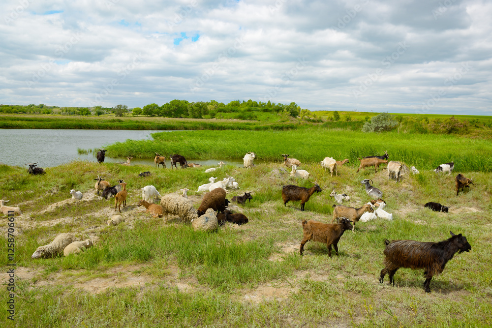 Obraz premium Herd of goats in pasture next to lake.