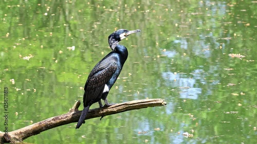 The great cormorant, Phalacrocorax carbo known as the great black cormorant across the Northern Hemisphere, the black cormorant in Australia and the black shag further south in New Zealand