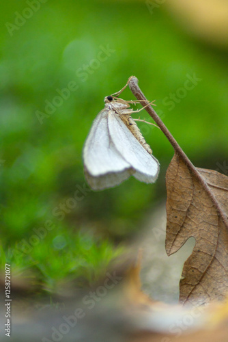 butterfly on leaf