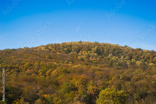autumn in the forest