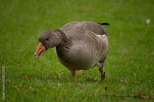 goose on the grass
