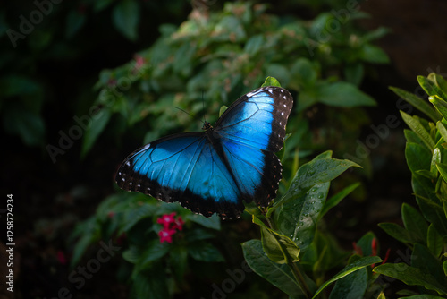 butterfly on flower