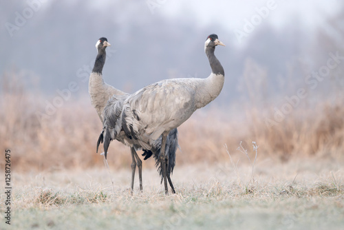 Żurawie na oszronionej, zimowej łące.