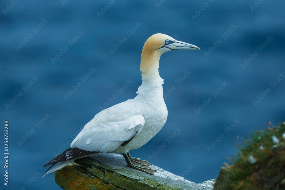 Northern gannets in various flying, diving, and flying positions, blue background, Northern gannets in various flying, diving, and flying positions, blue background,