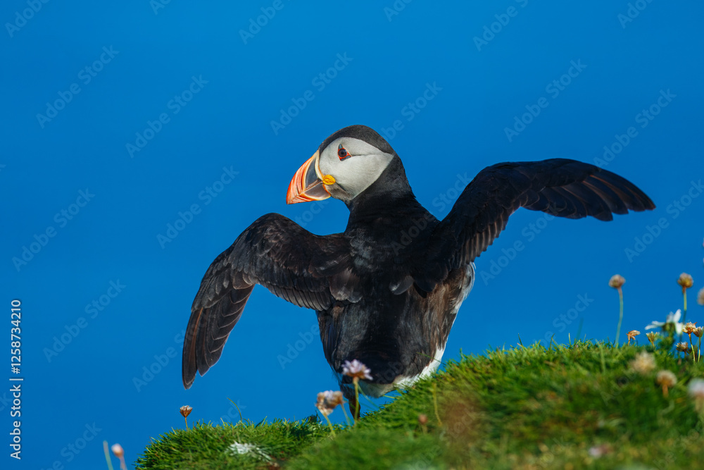 Obraz premium Beautiful Atlantic puffin bird or common puffin living on coastline during the breeding season on summer at Shetlands island.