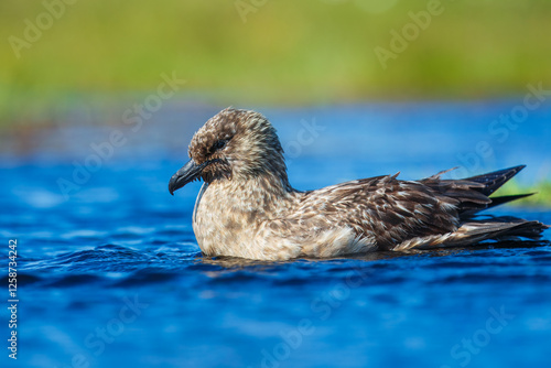 Close-up of a great skua (Stercorarius skua) calling out and displaying by stretching out wings, Noss, Shetland, UK. photo