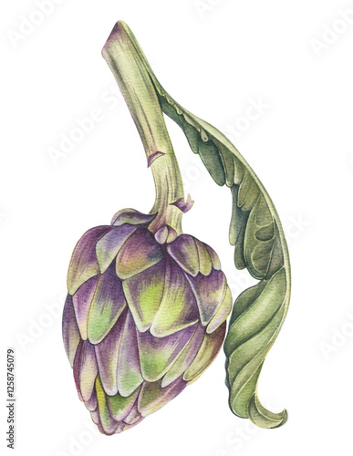 artichoke on white background.Botanical watercolor hand drawn illustration of artichoke with leaves.Watercolor painting of an artichoke flower with green leaves, isolated on a white background.