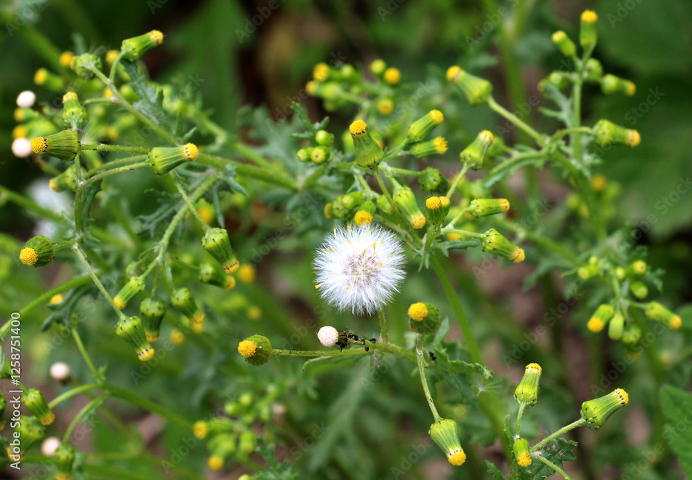 Senecio vulgaris grows in nature Senecio vulgaris grows in nature