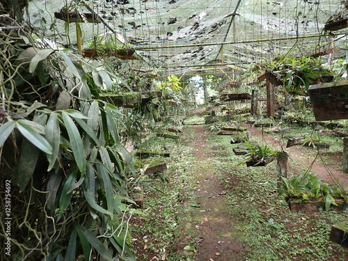 orchid house in Sao Tome photo