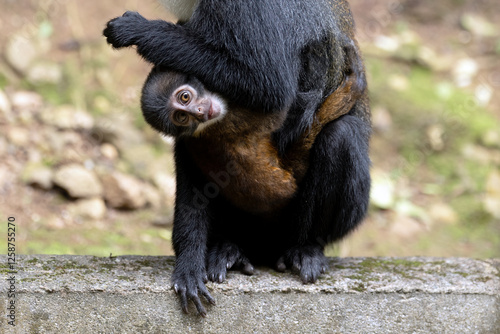 Photography L'Hoest's Monkey