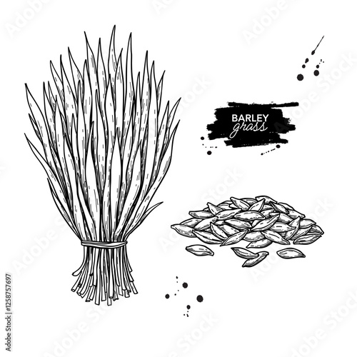Young green barley grass and seeds vector drawing. Homegrown sprout barley microgreen sketch. 