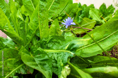 Escarole flower (Cichorium intybus), a vegetable popularly known as chicory, escarole or endive photo