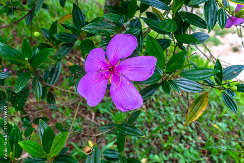 Flower of the manacá tree. The manacá-da-serra (Tibouchina mutabilis) is a pioneer tree of the Brazilian Atlantic Forest photo