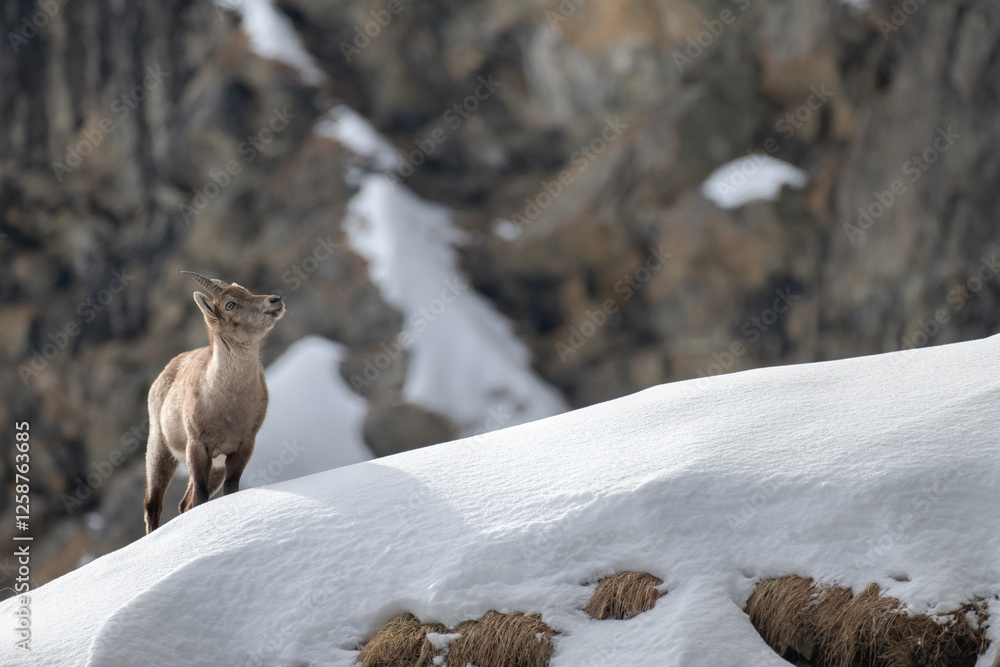 Wide view of a female alpine ibex (Capra ibex) standing on a snowy slope against rocky wall background and looking up to the summit. Alps Mountains, Italy.