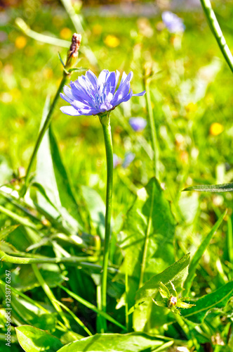 Summer flower of light blue flowers of chicory in summer blossom- in Latin Cichorium intybus - under bright sunlight. Focus at the chicory flowers photo