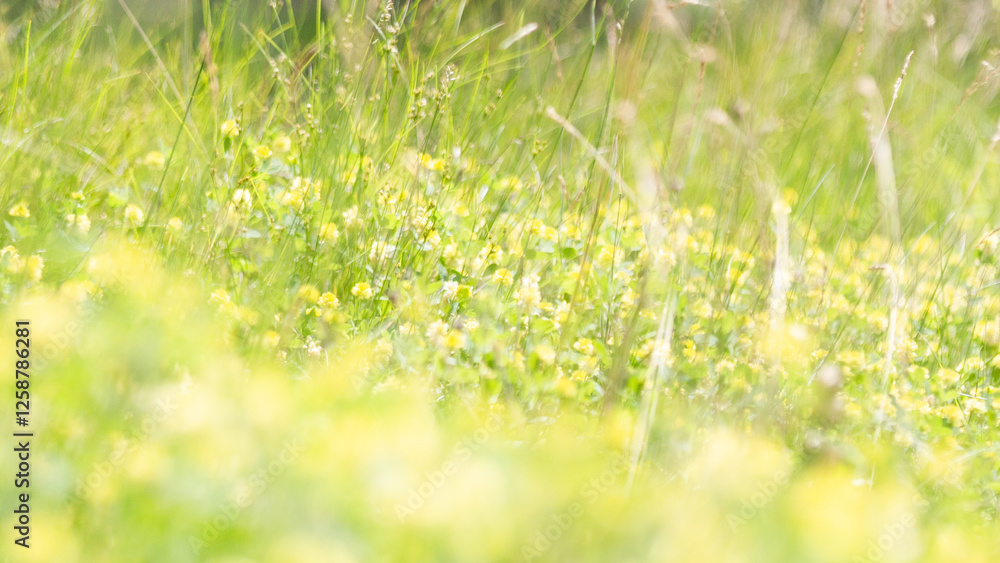Wildflowers Yellow Buttercupt in Meadow Wildflowers Yellow Buttercupt in Meadow