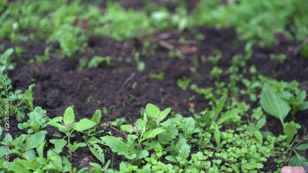 Preparing the soil for planting seeds. A woman's hand removes weeds in the garden, growing vegetables, an agricultural hobby. Rural scene. High quality 4k footage Preparing the soil for planting seeds. A woman's hand removes weeds in the garden, growing vegetables, an agricultural hobby. Rural scene. High quality 4k footage