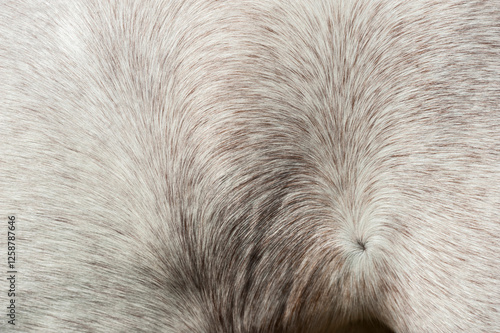 Detail of roan horse coat whorl patterns