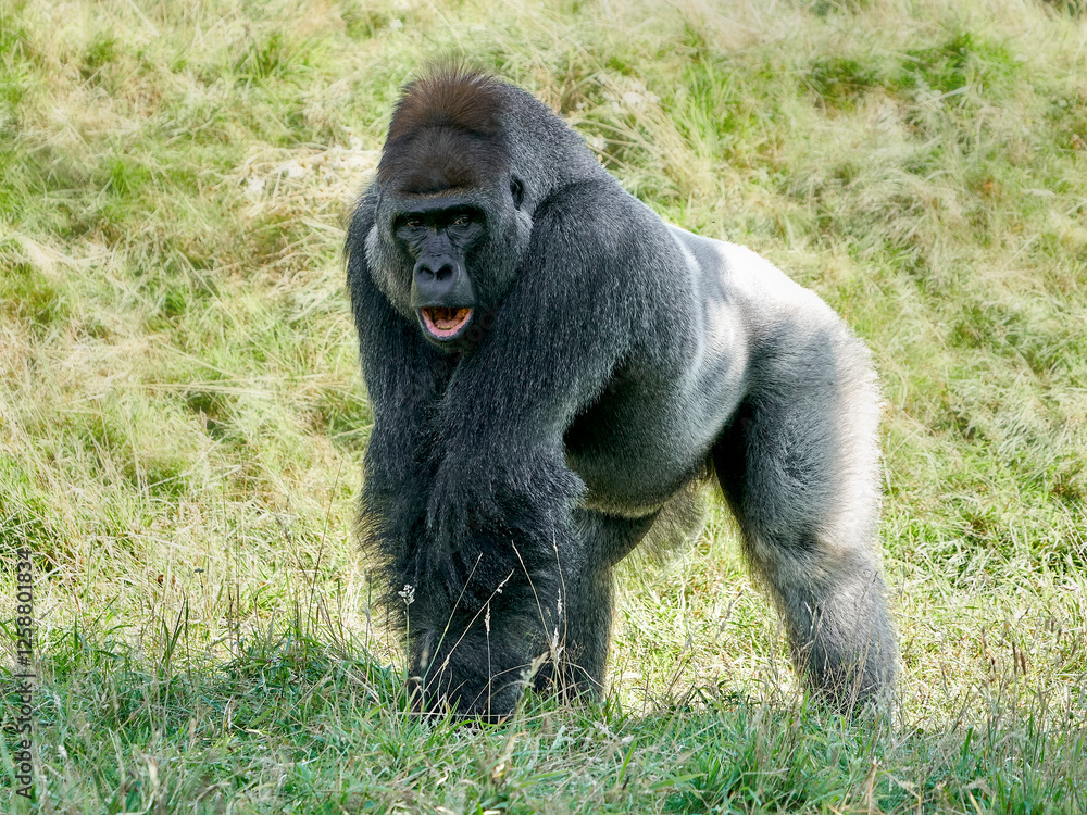 Western lowland gorilla (Gorilla gorilla gorilla) Western lowland gorilla (Gorilla gorilla gorilla)