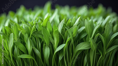 Fresh green grass growing in dense clusters under natural light in a dark bac...