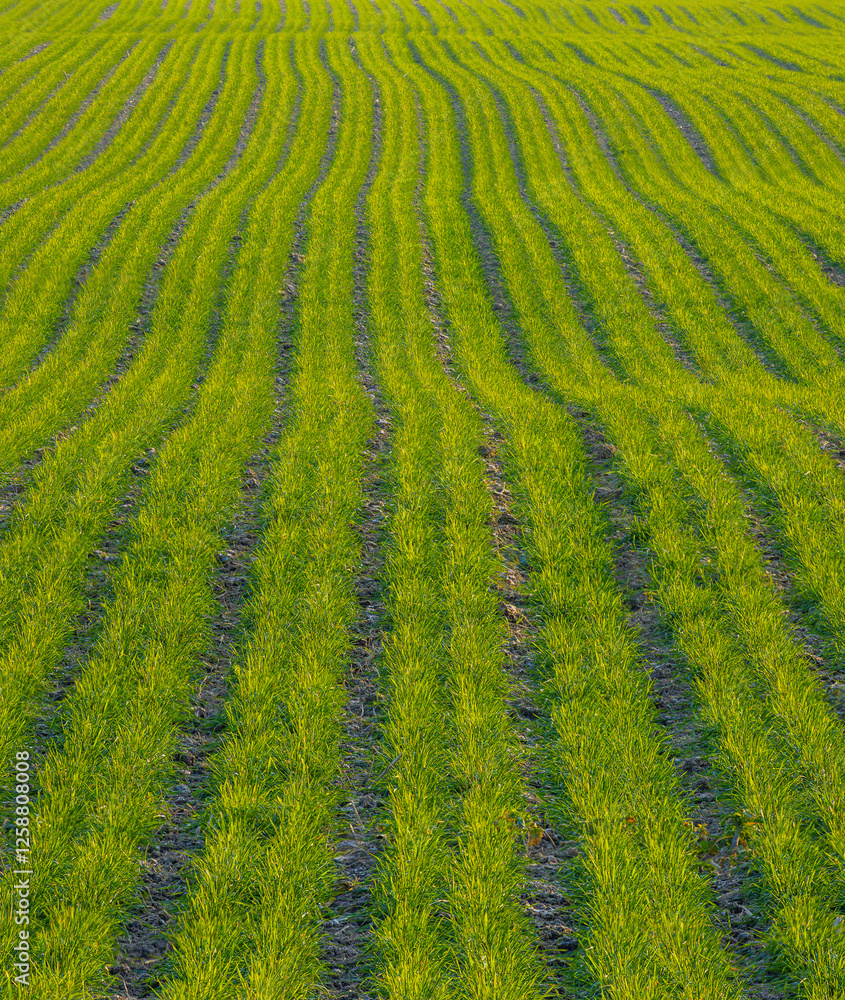 A Beautiful Lush Green Field in a sunset light A Beautiful Lush Green Field in a sunset light