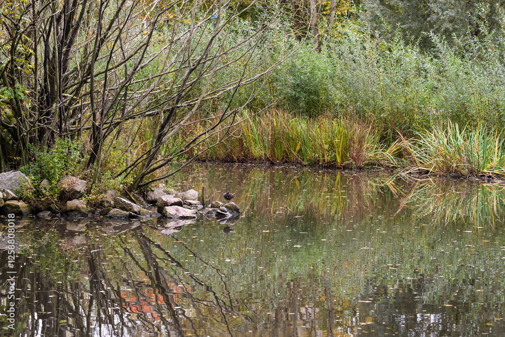 Trees and water reeds reflecting in a water pond with autumn colors Trees and water reeds reflecting in a water pond with autumn colors