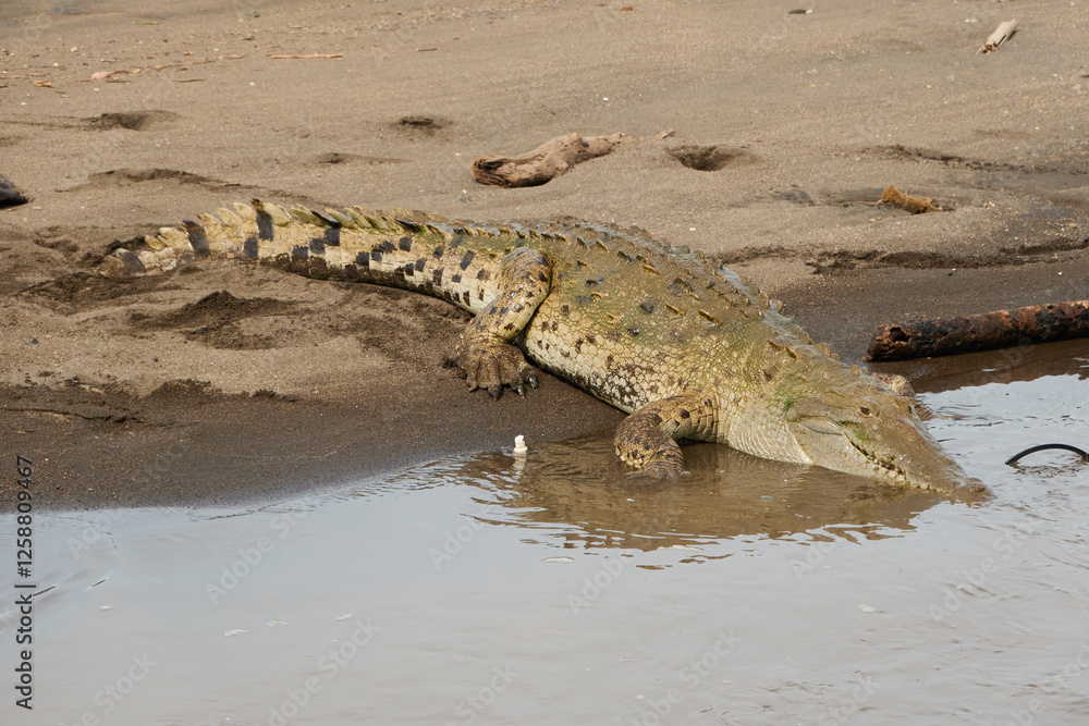 Jaco, Costa Rica - November 21, 2024 - american crocodile, Crocodilus acutus, in the banks of Tarcoles river, in Puntarenas province