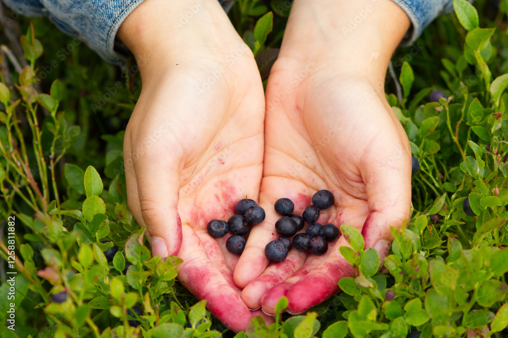 Hands presenting collected blueberries in a Swedish forest