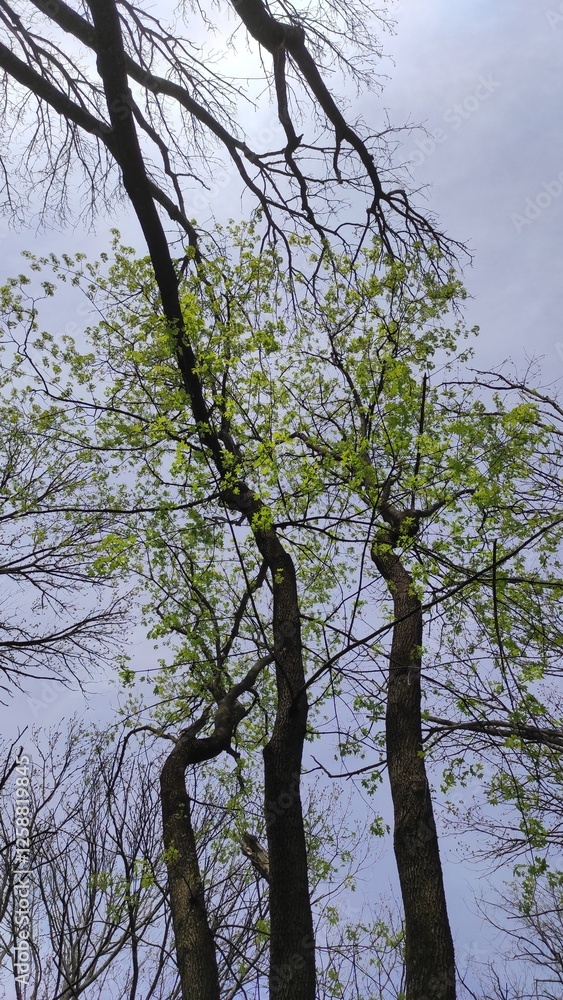 Forest Trees with Spring Foliage Forest Trees with Spring Foliage