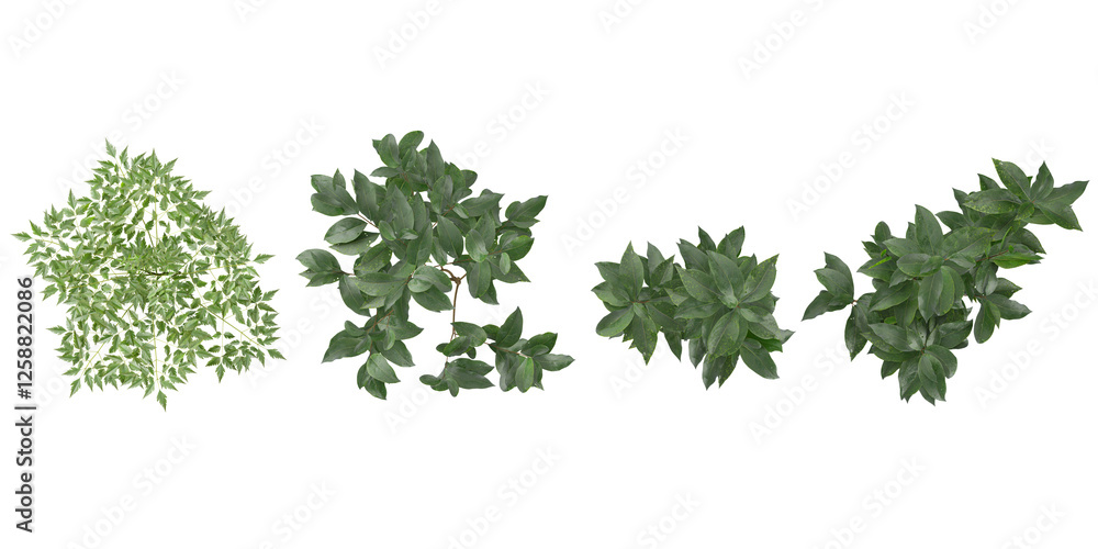 Jungle lucidum,paniculata plants shapes cutout 3d render from the top view Jungle lucidum,paniculata plants shapes cutout 3d render from the top view