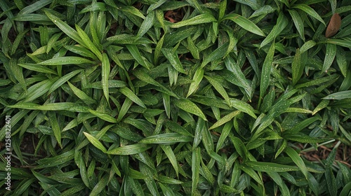 Lush green grass covering the ground in a vibrant and tranquil outdoor area