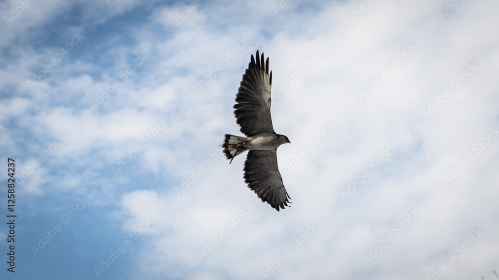 Obraz premium Fast osprey in free flight