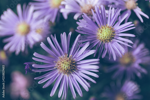 Closeup Flower Bloom in Nature